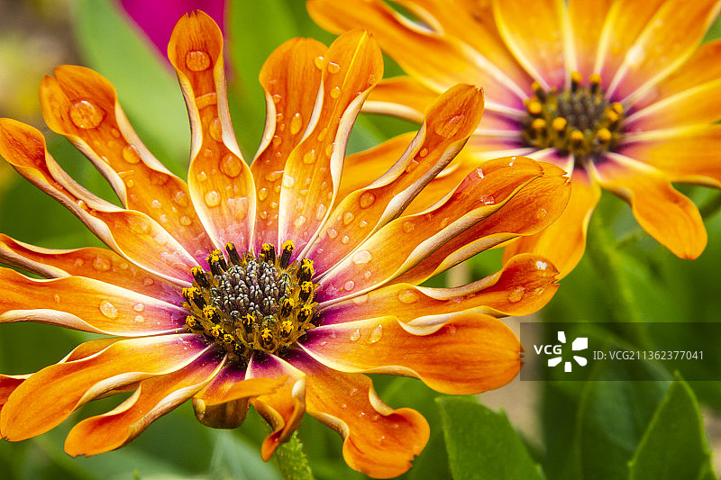 黄色雏菊，橙色花朵特写图片素材