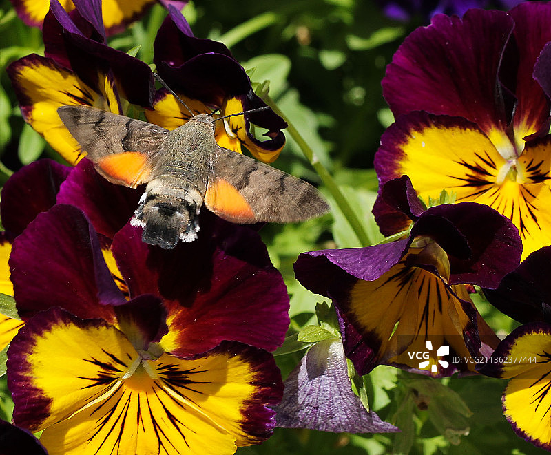 昆虫，黄色开花植物特写图片素材