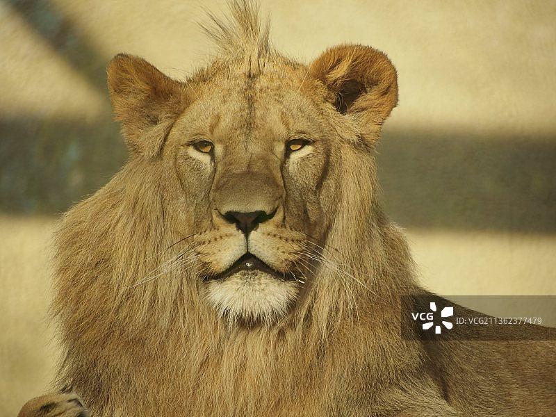 狮子特写图片素材