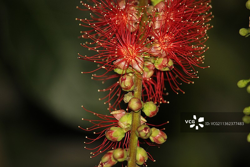 夜晚绽放的香火图片素材