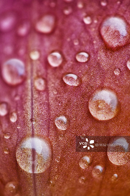 花瓣上的露珠特写图片素材