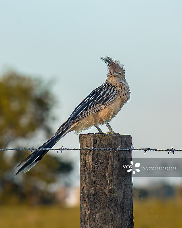 猫头鹰注视，栖息在木桩上的鸣禽特写图片素材