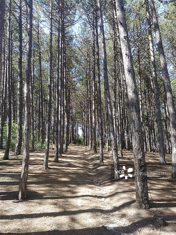 俄罗斯森林树木图片素材