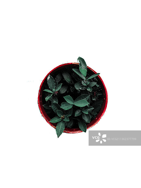 白色背景下盆栽植物的俯视图，印度瓦尔萨德图片素材