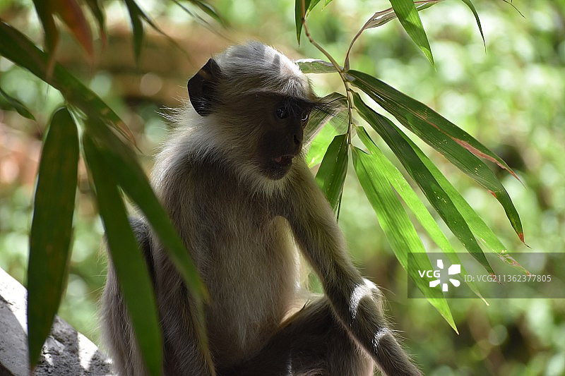 低角度拍摄坐在树上的长尾叶猴，印度图片素材