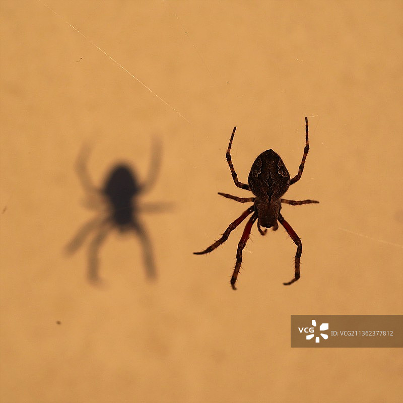 蜘蛛在网上的特写图片素材