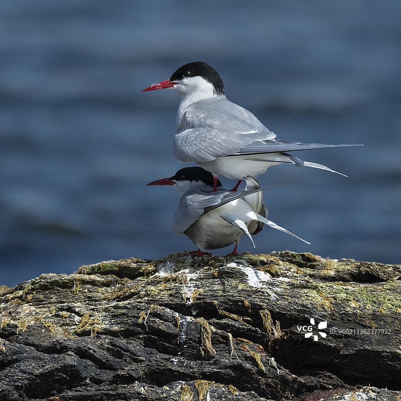 北极燕鸥 - 栖息在岩石上的鸟类特写，挪威图片素材