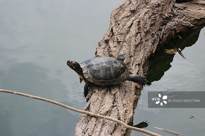 乌龟瑜伽：红耳龟在岩石上，美国科罗拉多斯普林斯图片素材