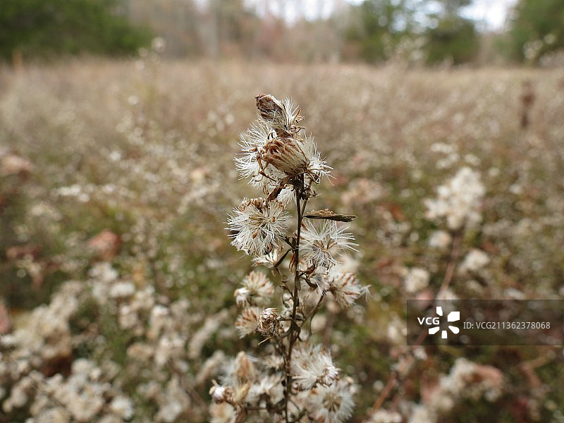 田野中枯萎的花朵特写图片素材