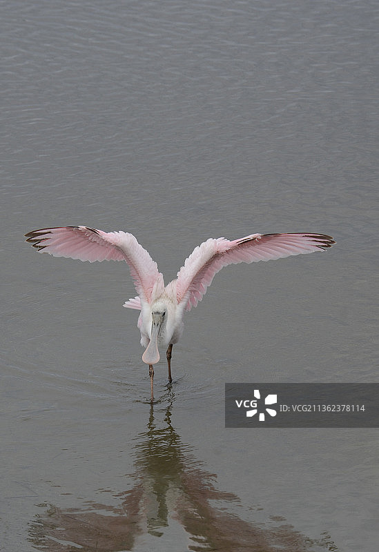 美国南卡罗来纳州默特尔比奇湖中火烈鸟的俯视图图片素材