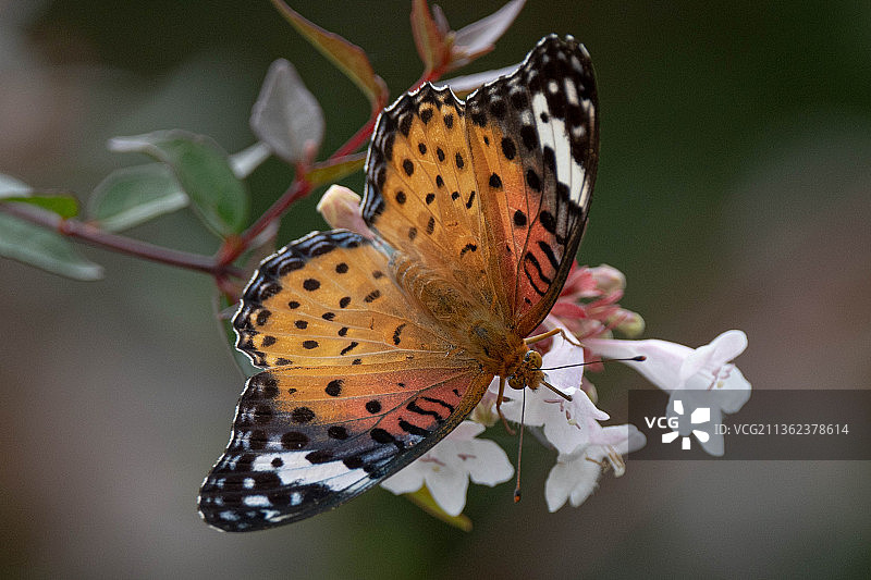 贝母，蝴蝶在花上授粉的特写图片素材