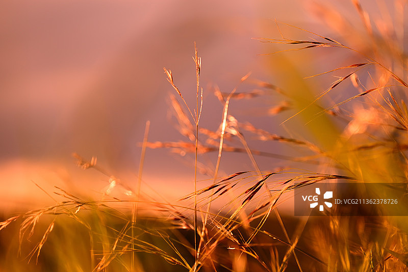 堪培拉金色时刻：日落时分麦田特写图片素材