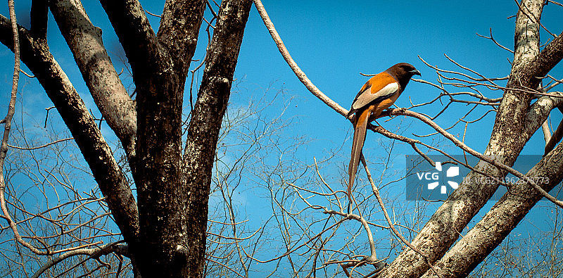 印度拉贾斯坦邦阿尔瓦尔，翠鸟栖息在树上，低角度仰望图片素材