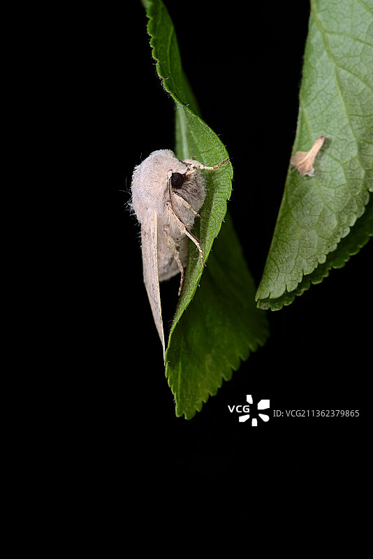 奶油色飞蛾栖息在树叶上图片素材