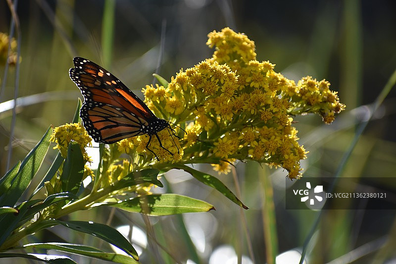 蝴蝶在花上授粉的特写图片素材