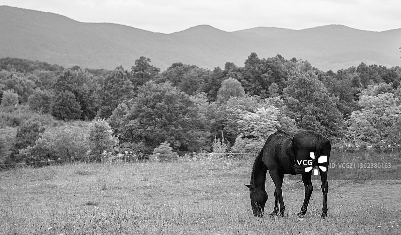 黑马，马站在田野上的侧视图，克罗地亚图片素材