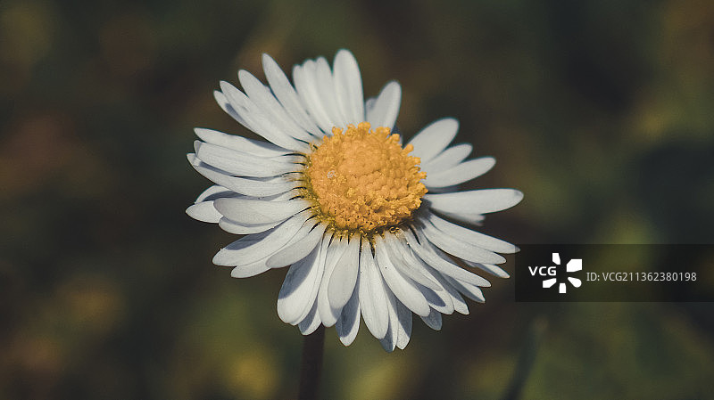 德国肯普滕的白色雏菊特写图片素材