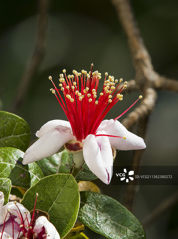 红色和白色，红色开花植物的特写，法国图片素材