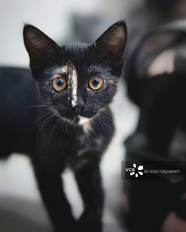 黑猫肖像，印度图片素材