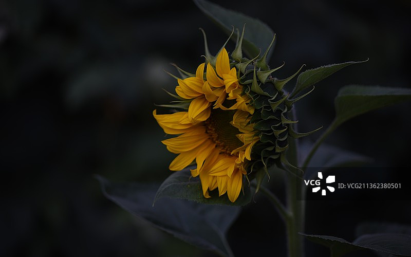 智利基约塔的黄色植物特写图片素材