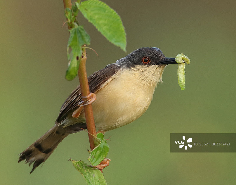 灰林鹨栖息在植物上图片素材
