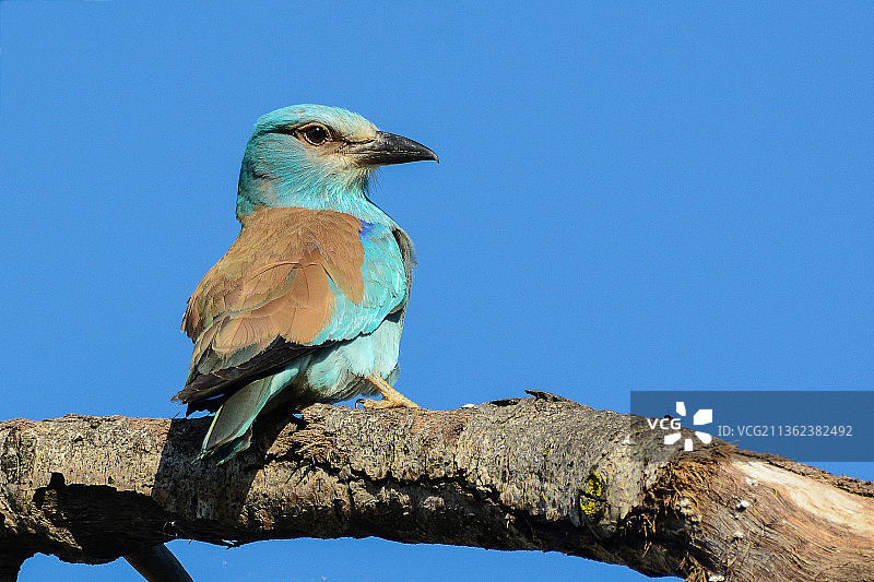 仰视角度看丁香花栖息在树上，晴朗的蓝天图片素材