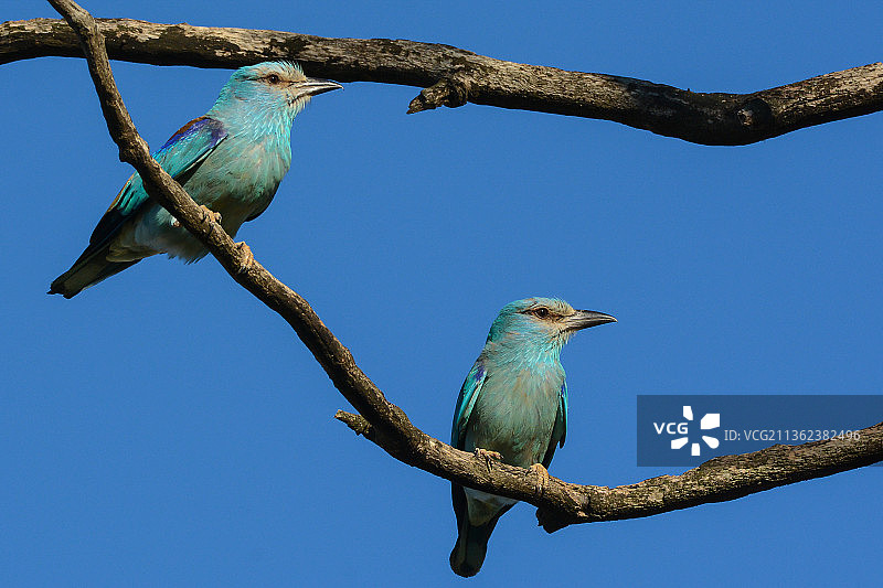仰视角度拍摄的丁香花栖息在树枝上，背景为晴朗的蓝天图片素材