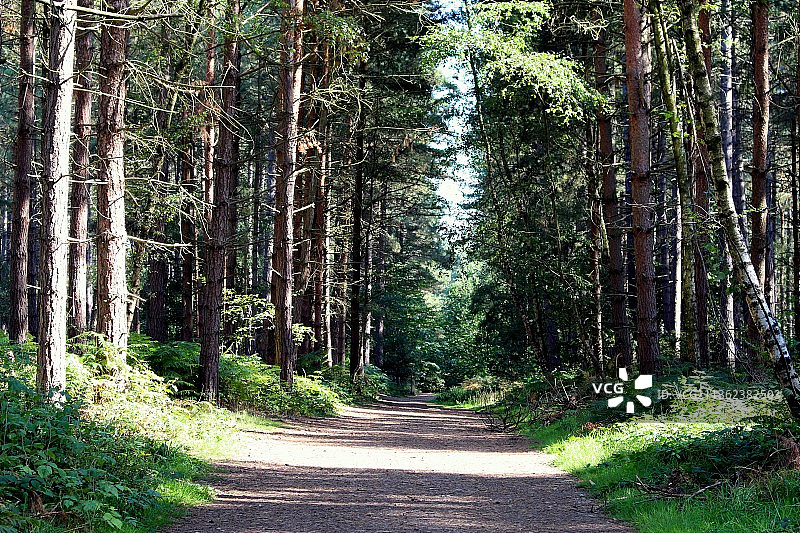 英国舍伍德小径森林空旷道路图片素材