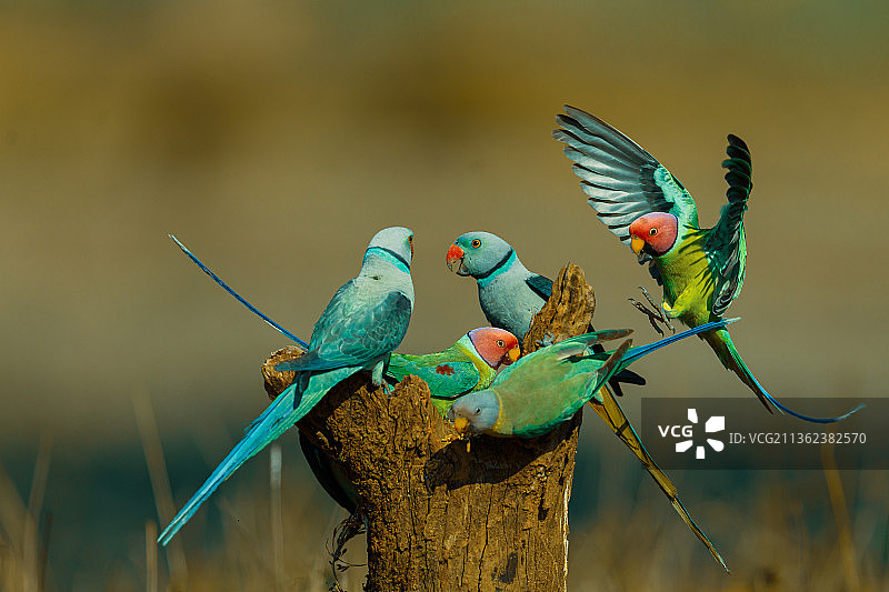 鹦鹉会议，鸟类栖息在树枝上的特写，霍萨纳加尔，卡纳塔克邦，印度图片素材