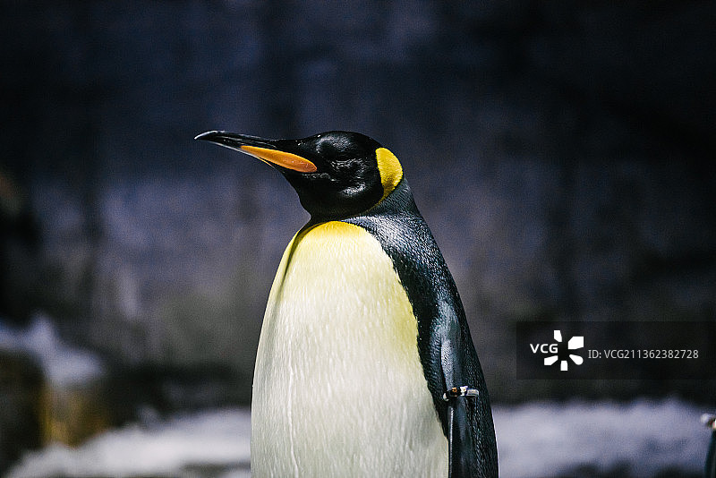 国王企鹅特写图片素材