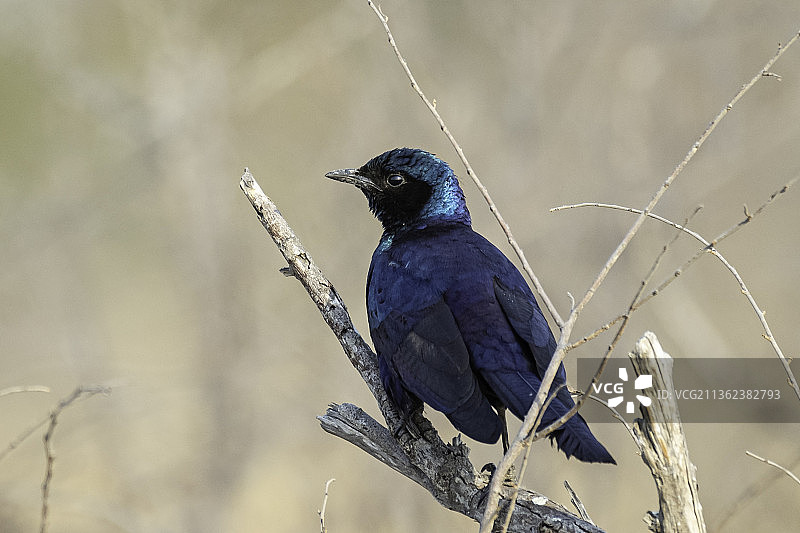 歌八哥栖息在树枝上特写图片素材