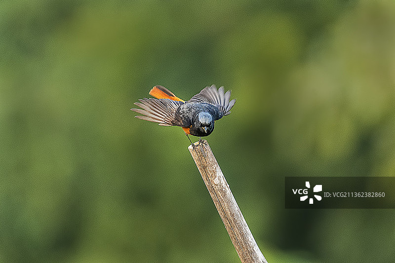 红尾鸲特写，热带鸣禽栖息在植物上，卡拉奇，巴基斯坦图片素材