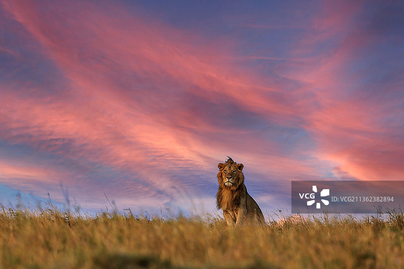《狮子王》：日落时分肯尼亚马赛马拉国家保护区草地上的一只狗的肖像图片素材