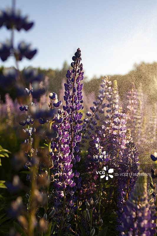 俄罗斯，夏季傍晚的羽扇豆，紫色开花植物特写图片素材