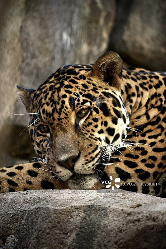 休息中的豹子特写图片素材