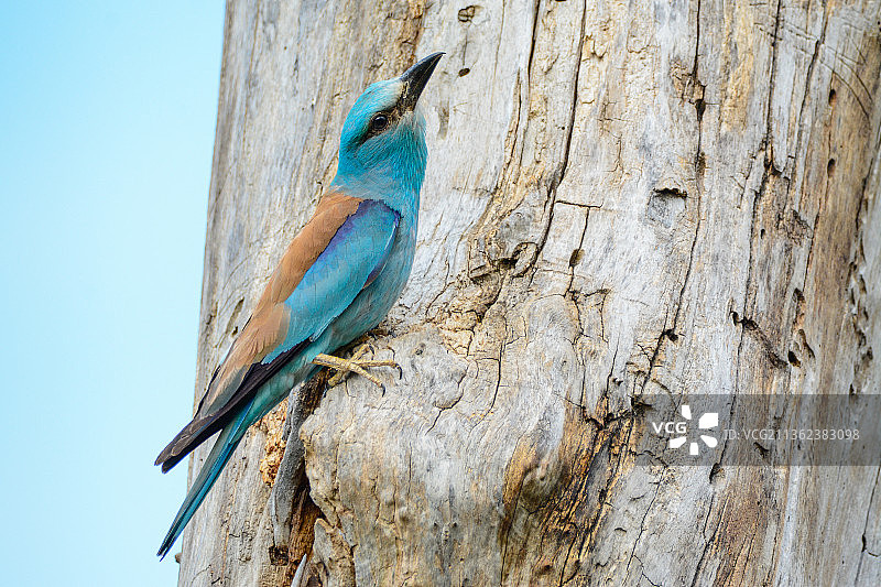 丁香花栖息在树干上特写图片素材