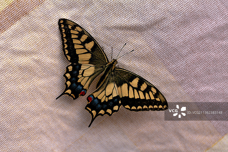 彩虹蝴蝶，叶子上蝴蝶的特写，突尼斯图片素材