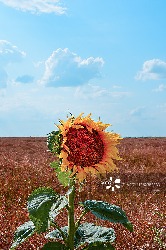 天空下的向日葵特写图片素材