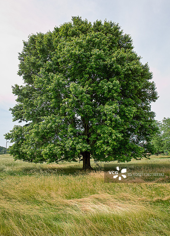 树木和摇曳的草地，田野上的树木映衬着天空图片素材