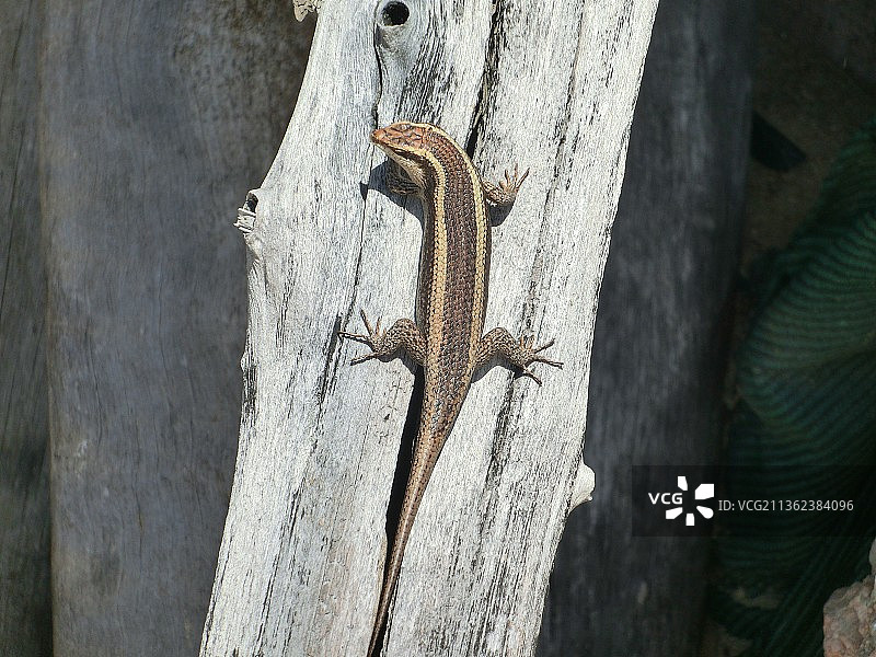 岩石上的欧洲壁虎特写，马拉维图片素材