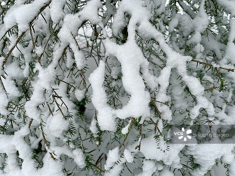 冬季雪景植物，挪威霍滕高角度视图图片素材