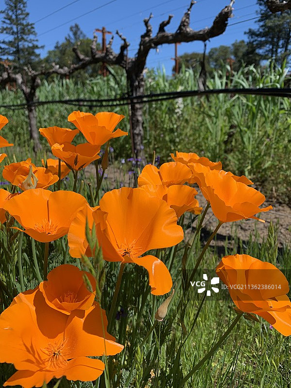 田野上黄色开花植物的特写图片素材