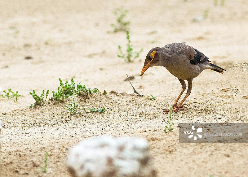 家八哥，栖息在田野上的鸣禽特写图片素材
