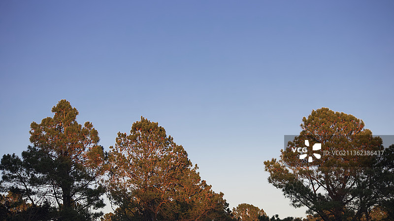 红松日落，秋季树木在晴空下的低角度景观图片素材