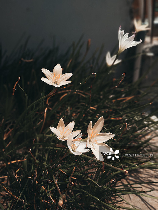 白色花朵特写，瓦吉尔，印度尼西亚图片素材