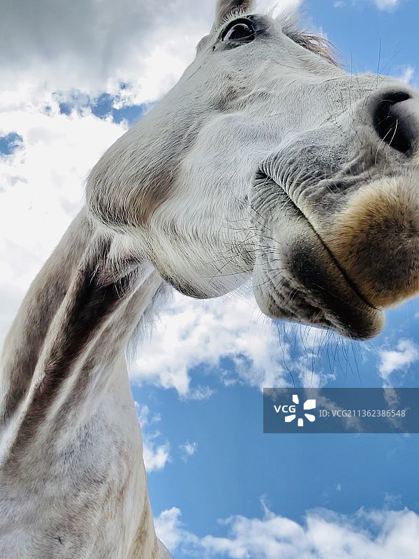 马的视角，天空背景下的马的低角度视图图片素材