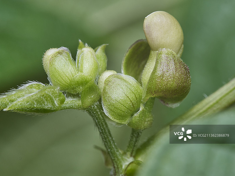 豆科植物花朵（加拿大安大略省渥太华）图片素材