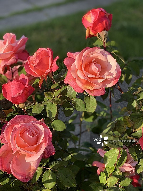 粉色玫瑰特写，美国图片素材