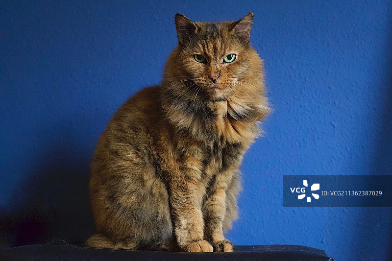 蓝猫写真，猫咪靠在蓝色墙壁上，美国德克萨斯州图片素材