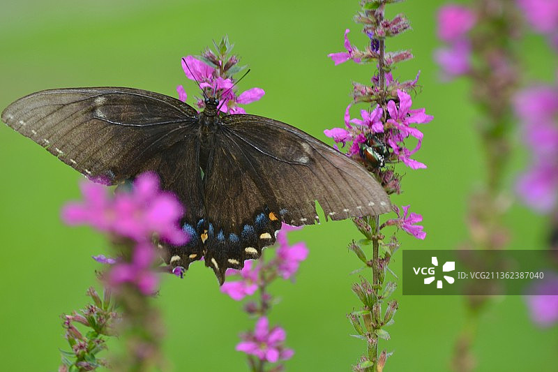 蝴蝶在紫色花朵上传粉的特写图片素材